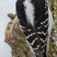 Hairy Woodpecker